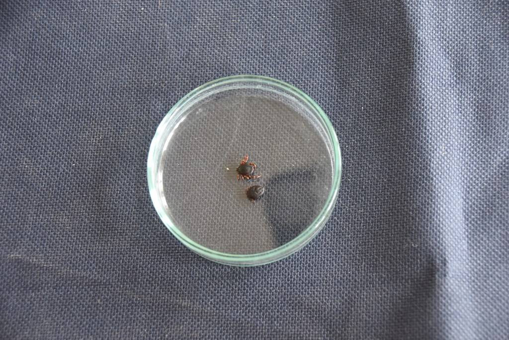 Havalar ısındı kabus geri döndü! 3 kişi öldü, 300 kişi tedavi görüyor - Resim: 4